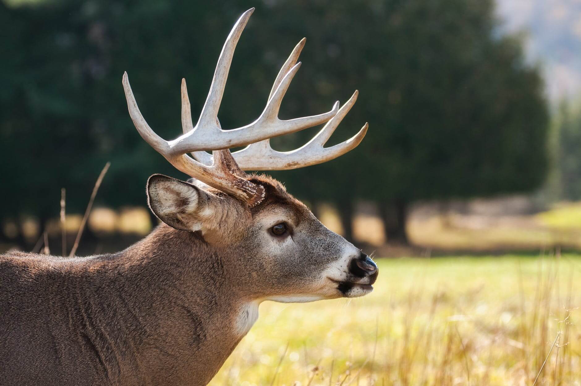 Special deer season set in Tippah County due to Chronic Wasting Disease