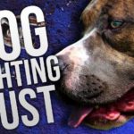 Dog fighting operation busted in North Mississippi