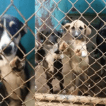 Tippah Rescue seeking fosters for 6 local dogs facing death this week