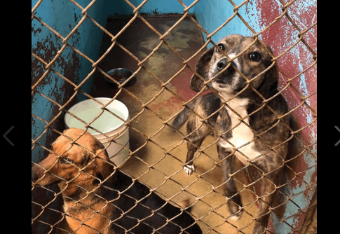 Tippah Animal Rescue looking for emergency fosters as dogs on last day