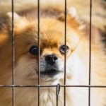 Animal cruelty bill signed in to law in Mississippi making crimes a felony