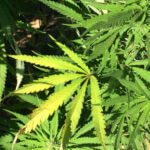 House of Representatives Passes Bill to Decriminalize Marijuana