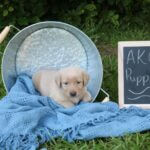 AKC registered Labs for Sale