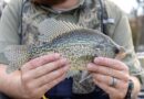 MDWFP Adjusts Crappie Limits in Response to Angler Concerns and Population Trend