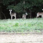 dfp-brad-robb-deerherd1