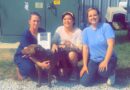 Tupelo-Lee Humane Society Achieves No-Kill Status Amid Ongoing Stray Pet Crisis in Mississippi