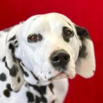 School superintendents admit to embezzlement conspiracy Photo by Jools Magools on Pexels