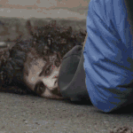 NYPD arrests 18-year-old after 'ignited device' thrown near Gracie Mansion, commissioner says Video shows NYPD tackling man who allegedly threw ‘ignited device’ near NYC mayor's home during prot