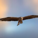 Mississippi State Heads to Hattiesburg for Top-10 Matchup; Eagle Hour Contributor Previews Southern Mississippi Photo by Jesús Esteban San José on Pexels