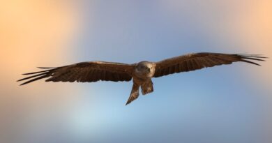 Mississippi State Heads to Hattiesburg for Top-10 Matchup; Eagle Hour Contributor Previews Southern Mississippi Photo by Jesús Esteban San José on Pexels