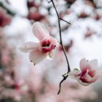 Laughter may be 'prelude to faith,' Magnolia Tribune says Photo by Ahmed on Pexels