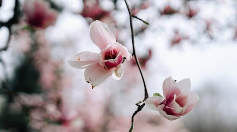 Photo by Ahmed ؜ on Pexels