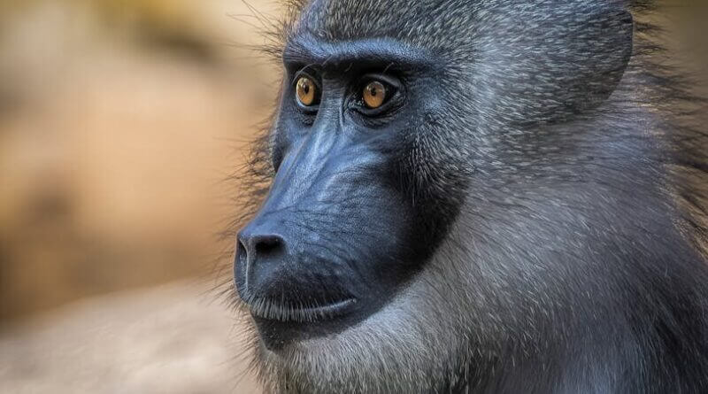 Fifth Circuit Judge E. Grady Jolly Dies at 88