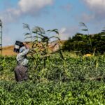 Delano residents conflicted over remembering Cesar Chavez after allegations, NPR reports Photo by taşkın mişe on Pexels