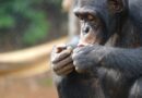 Study: Lethal split in largest-known chimp group offers clues to human conflict Violent split in chimpanzee group offers clues on roots of human conflict: Research
