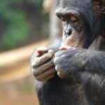Study: Lethal split in largest-known chimp group offers clues to human conflict Violent split in chimpanzee group offers clues on roots of human conflict: Research