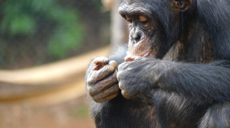 Study: Lethal split in largest-known chimp group offers clues to human conflict Violent split in chimpanzee group offers clues on roots of human conflict: Research