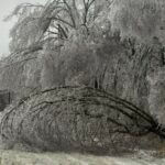 Federal Individual Assistance Approved for Tippah County After January Winter Storm ede883cb-ca60-4f8f-b6f7-9e3f1e2e37d5