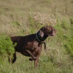 Mississippi Athletes Shine: Avery Weed, Trey Johnson, Konnor Griffin Make Headlines Photo by Arian Fernandez on Pexels