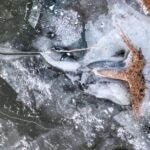 Article says ICE appears to shift from street arrests to local-law-enforcement reliance Photo by Tom Fisk on Pexels