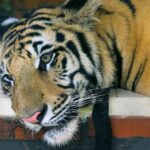 Tiger Woods to seek treatment after DUI arrest, will miss Masters again Photo by Jeffry Surianto on Pexels