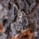 Iran war snarls ancient frankincense trade Photo by Stephen Leonardi on Pexels