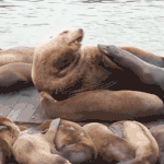Massive Steller sea lion draws crowds to San Francisco's Pier 39 Massive 2,000-pound sea lion shocks tourists at iconic US hot spot: 'He’s like a Volkswagen!'