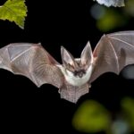 Bat found near Fremont sidewalk tests positive for rabies, officials say California neighborhood on alert after bat found near sidewalk tests positive for rabies virus