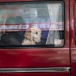 Dog triggers shotgun in truck at Scottsbluff gas station; woman injured yards away, police say Dog accidentally fires shotgun, striking woman yards away during chaotic gas station stop