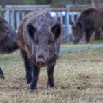 Mississippi opens applications for wild hog control program Photo by Doğan Alpaslan Demir on Pexels