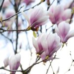Magnolia Tribune recalls missionary Mary Fisher in reflection on Revelation 5 Photo by Nataly Nagorska on Pexels