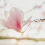 Magnolia Tribune piece: Ascension shows God is 'an arising God,' writer says Photo by Lara Farber on Pexels