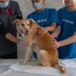 Jackson animal shelter says repeated break-ins cost as much as $18,000 Photo by Mikhail Nilov on Pexels