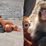 Two U.S. nationals arrested after alleged break-in at Japanese zoo enclosure American tourists arrested in Japan after alleged break-in at viral monkey Punch’s enclosure
