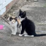 Ripley group seeks homes for stray cat family Photos from Ripley Main Street's post