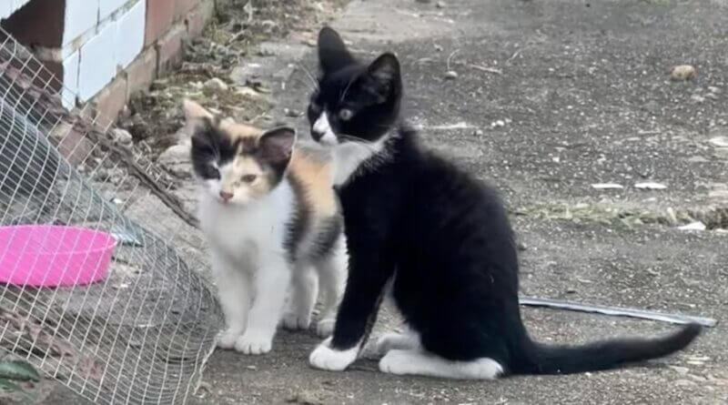 Ripley group seeks homes for stray cat family Photos from Ripley Main Street's post