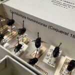 USDA confirms second New World screwworm in Texas USDA confirms second screwworm fly found in Texas