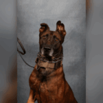 K-9 Deputy Fox dies after medical emergency in Rankin County Rankin County Sheriff's Office mourns loss of K-9 Deputy Fox