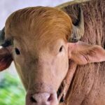 Albino buffalo dubbed 'Donald Trump' draws crowds at Bangladesh zoo Albino buffalo nicknamed 'Donald Trump' becomes sensation at Bangladesh's national zoo for its blond