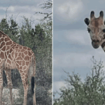 Missing Texas giraffe found after two-week escape Missing 1200-pound giraffe Gracie found 2 weeks after wandering away from ranch in viral search