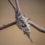 Mississippi yet to detect New World Screwworm, officials say Photo by Claudia Solari on Pexels