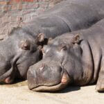 Jackson Zoo sees surge in visitors amid renovations and new attractions Photo by Marko Jegdic on Pexels