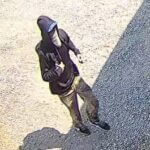 Police seek suspect info after side-by-side theft in Union County Photos from Crime Stoppers of Northeast Mississippi's post
