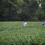 US soybean exports to China rebound in 2026 amid trade deal, but long-term outlook remains uncertain China resumes US soybean purchases under trade deal with Trump, but future for farmers remains ‘daun