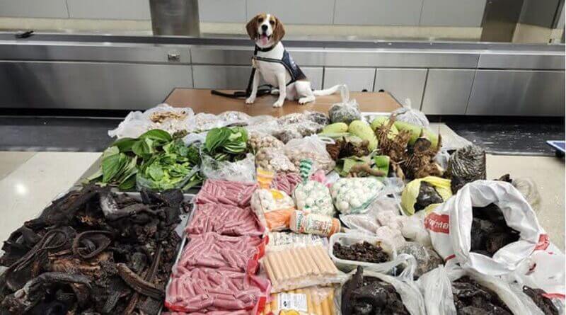 Border K-9 finds nearly 100 pounds of banned meat, plants and monitor lizard in suitcase from Thailand Border K9 sniffs out 99 pounds of prohibited meat, plants and monitor lizard in suitcase from Thaila