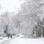 TVA donates $50,000 to help Ole Miss restore campus trees TVA donates $50,000 to help restore trees on Ole Miss campus