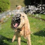 Experts advise pet owners to keep animals cool during hot summer months Photo by Jack Geoghegan on Pexels