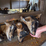 Baby Goats From Traveling Petting Zoo Test Positive for Rabies in North Carolina Baby Goats From a Traveling Petting Zoo Test Positive for Rabies