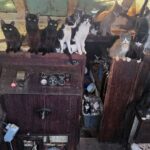 Tacoma police rescue 60 cats from abandoned sailboat off Owen Beach Police rescue 60 cats and kittens from abandoned sailboat off Washington beach after 6-day operation