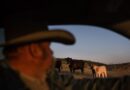 Cattlemen’s Association chief says Trump’s beef import plan harms ranchers Trump reputation with ranchers has 'taken a hit': Cattlemen's Association chief